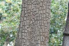 Terminalia elliptica